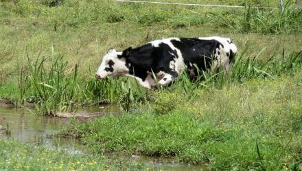 This is NOT an agricultural BMP. Livestock should be kept away from streams and wetlands.